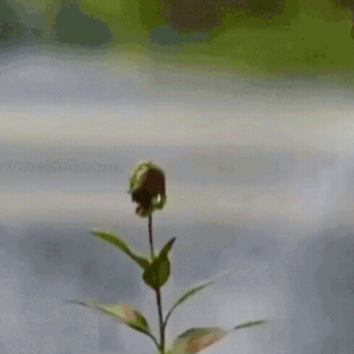 Discover the power of glyphosate for deep root weed removal