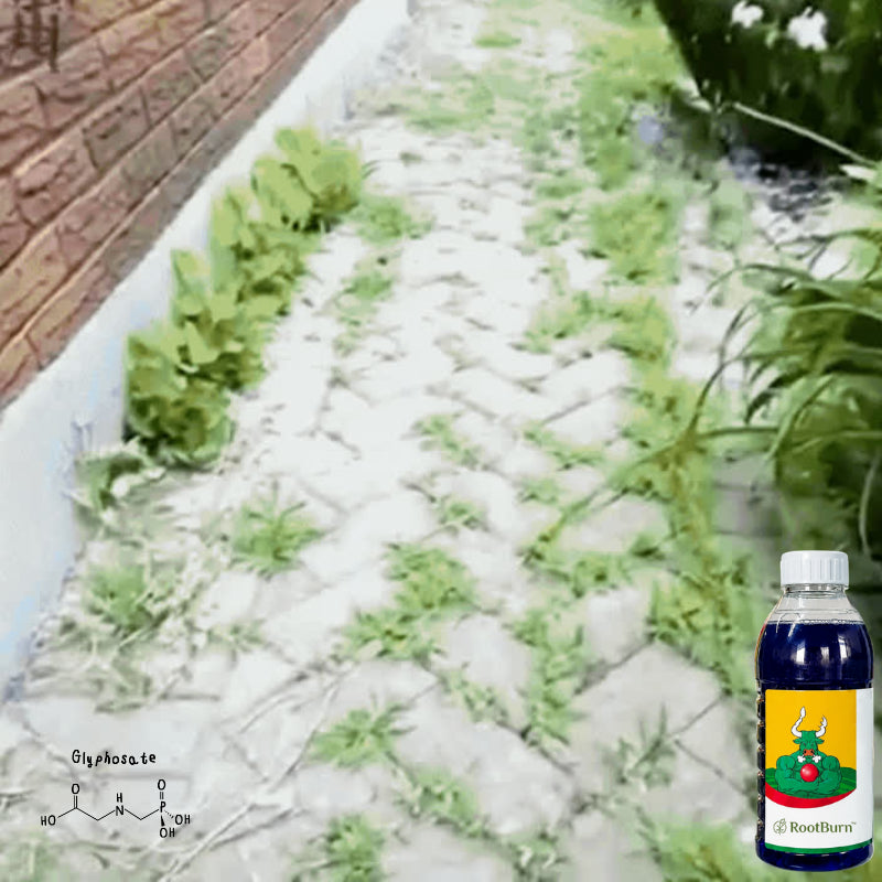 Destroy Stubborn Weeds Within 24 Hours!